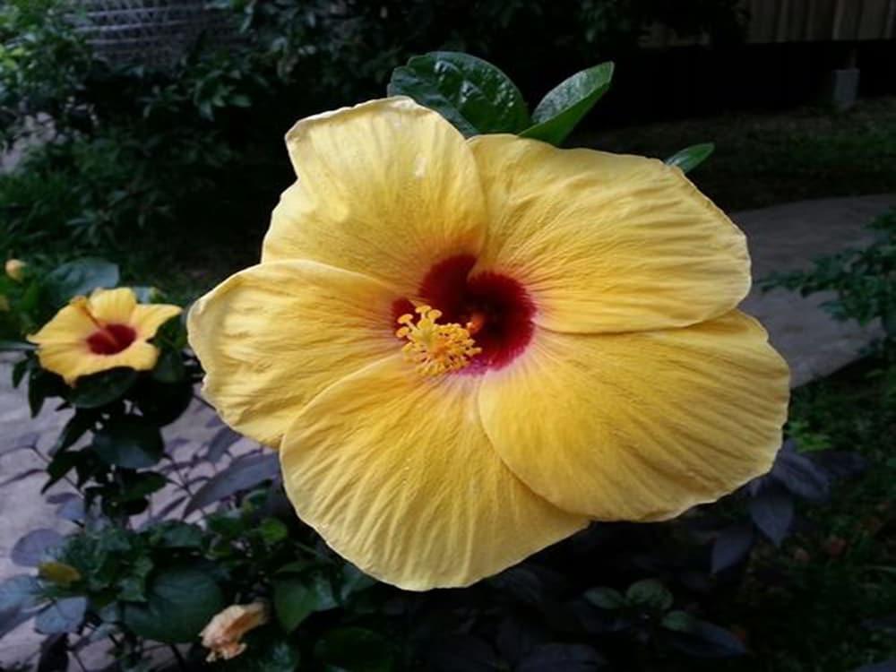 Bird Of Paradise Bungalows Kep Esterno foto